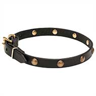 Collare "Elegant Beauty" largo 2 cm per Labrador Retriever Collare "Elegant Beauty" largo 2 cm per Labrador Retriever