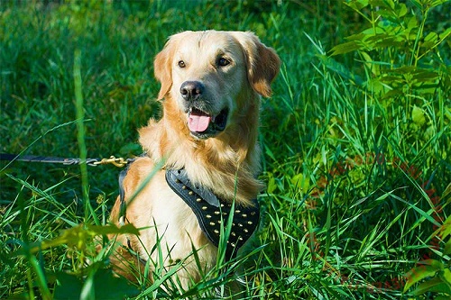 Golden Retriever con elegante pettorina in cuoio decorata con
borchie a punta