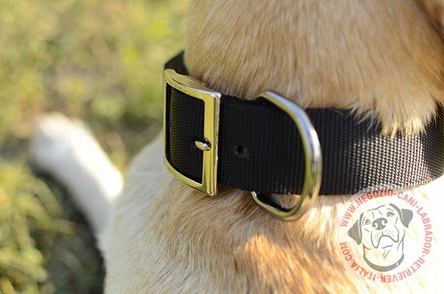 Cane di razza Labrador Retriever con comodo collare in nylon indosso
