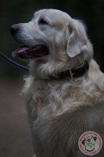 Pratico collare cuoio con morbida fodera
indossato da Golden Retriever