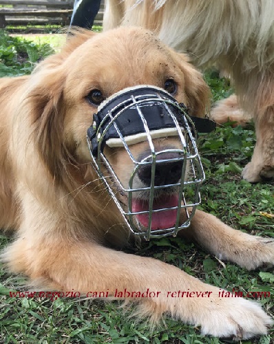 La museruola permette al cane di aprire la bocca