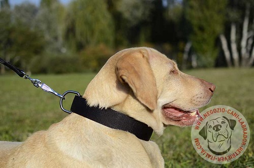 Collare in doppio nylon per Labrador Retriever