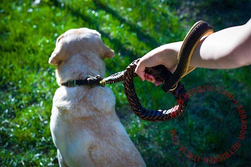 Comodo guinzaglio in pelle intrecciata per Labrador Retriever