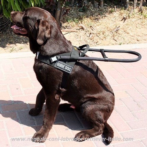 Pettorina
in nylon per cane guida
indossata da Labrador