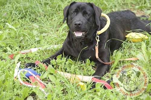 Collare con maniglia per Labrador Retriever