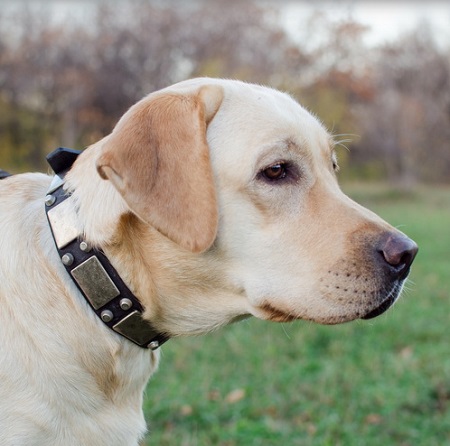 Bellissimo collare in cuoio decorato
indossato da Labrador Retriever