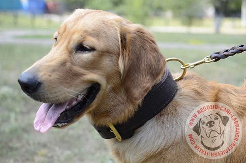 Robusto collare per Golden Retriever