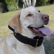 Robusto collare in cuoio doppio con maniglia per Labrador Robusto collare in cuoio doppio con maniglia per Labrador