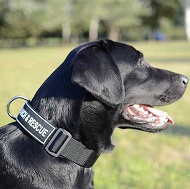 Collare con scritta speciale per lavoro con Labrador Retriever