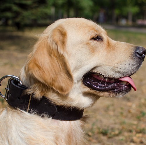 Collare dal classico design, largo 50 mm per Labrador Retriever - Clicca l'immagine per chiudere