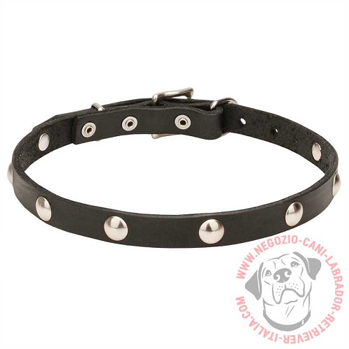 Collare "Shiny Necklace" largo 2 cm per Labrador Retriever - Clicca l'immagine per chiudere