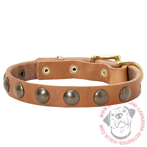 Collare in cuoio con semisfere in ottone per Labrador Retriever - Clicca l'immagine per chiudere