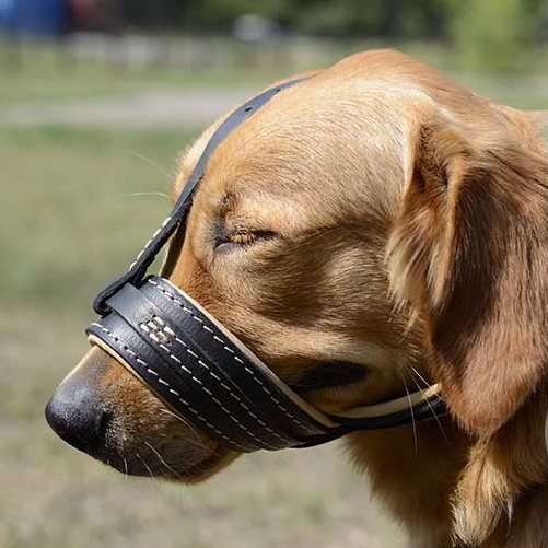 Museruola antiabbaio in morbido cuoio per Labrador Retriever - Clicca l'immagine per chiudere