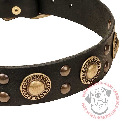 Collare decorato "Golden Knights" per Labrador Retriever - Clicca l'immagine per chiudere