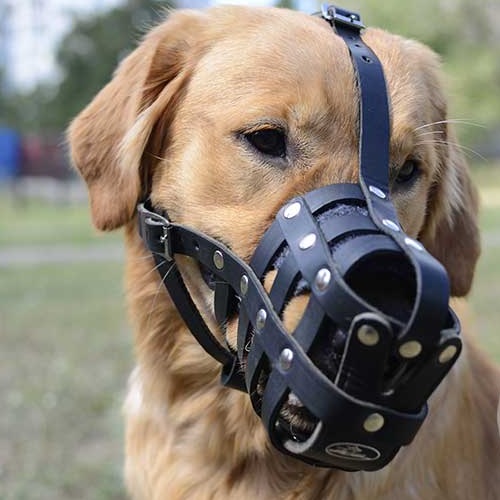 Leggera museruola a cestello in pelle per Labrador Retriever - Clicca l'immagine per chiudere