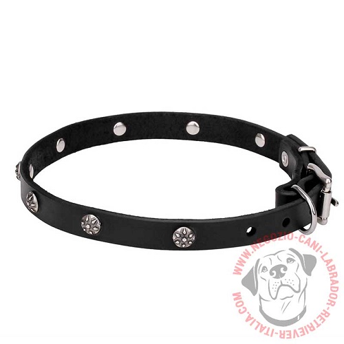 Collare "Sparkling Beauty" largo 2 cm per Labrador Retriever - Clicca l'immagine per chiudere