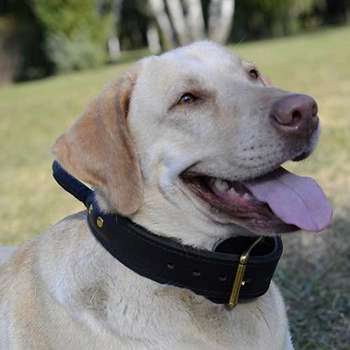 Robusto collare in cuoio doppio con maniglia per Labrador - Clicca l'immagine per chiudere