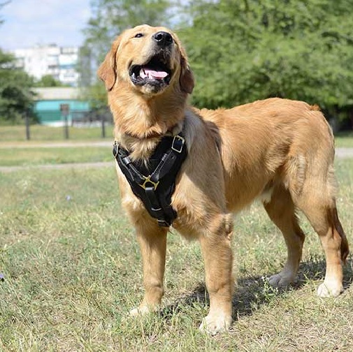 Confortevole pettorina in pelle per Labrador Retriever - Clicca l'immagine per chiudere