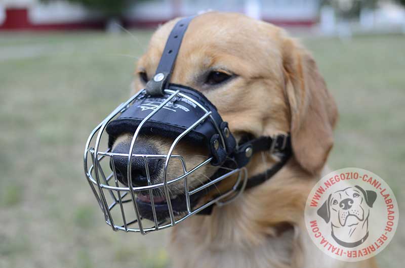 Sicura museruola a cestello in metallo per Labrador Retriever - Clicca l'immagine per chiudere