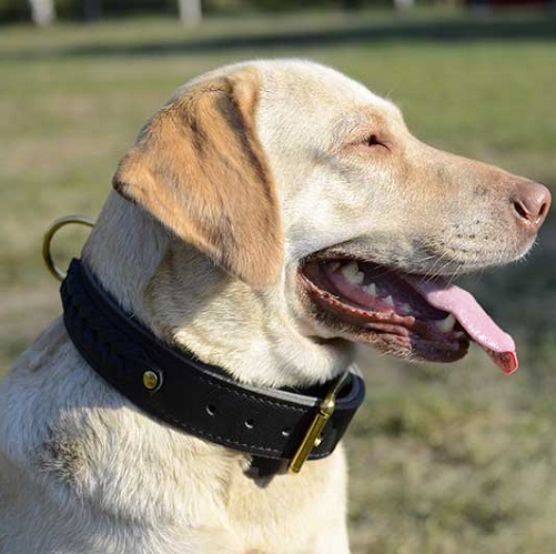 Resistente collare a doppio strato per Labrador Retriever - Clicca l'immagine per chiudere