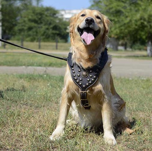 Esclusiva pettorina con decorazioni per Labrador Retriever - Clicca l'immagine per chiudere