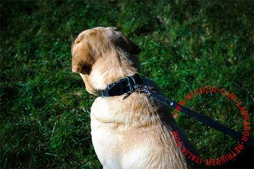 Collare in pelle naturale per Labrador Retriever