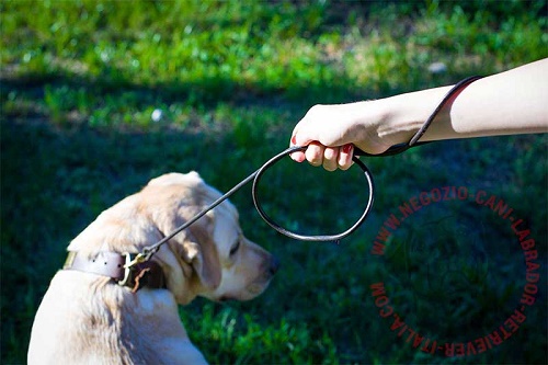 Sottile guinzaglio per  mostre canine del labrador