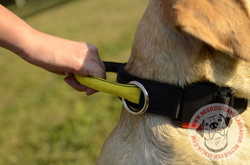 Labrador Retriever con collare regolabile con maniglia
indosso
