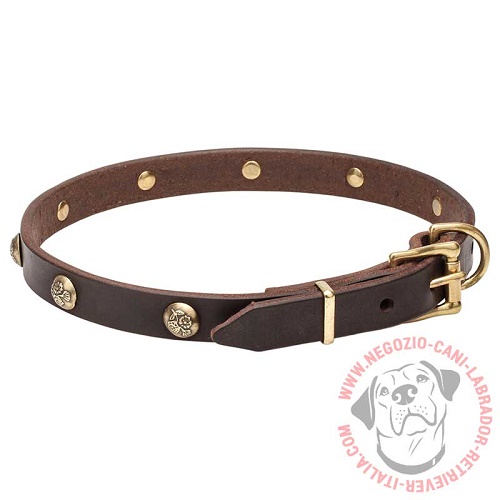 Collare color marrone con decorazioni per Labrador Retriever