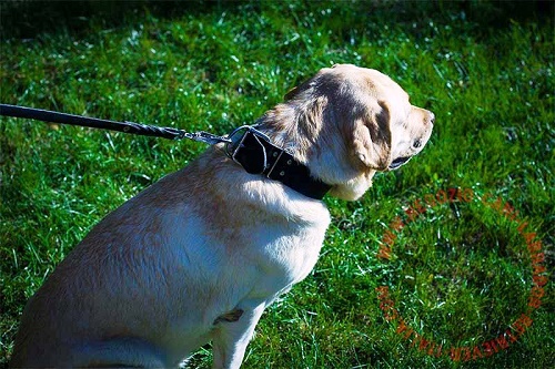 Confortevole collare in pelle naturale per Labrador Retriever