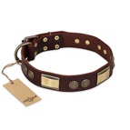 FDT Artisan - Collare marrone "Golden Stones" per Labrador FDT Artisan - Collare marrone "Golden Stones" per Labrador