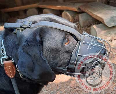 Museruola in filo metallico nichelato per labrador