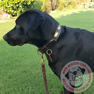 Labrador con collare in
con borchie ovali indosso