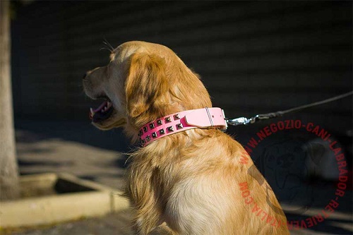 Collare rosa per passeggiate con Golden Retriever