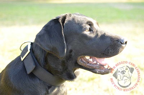 Collare in nylon per cani forti indossato da Labrador Retriever