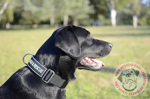 Collare in nylon con la scritta personalizzata indossato
da Labrador Retriever