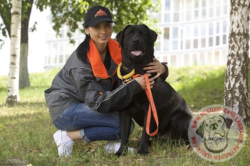 Collare con maniglia indossato da Labrador Retriever