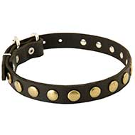 Elegante collare con placche rotonde per Labrador Retriever Elegante collare con placche rotonde per Labrador Retriever