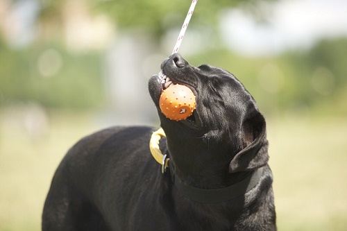 Palla in gomma per gioco del labrador