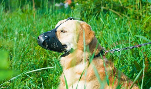 Confortevole museruola in pelle naturale per Golden Retriever