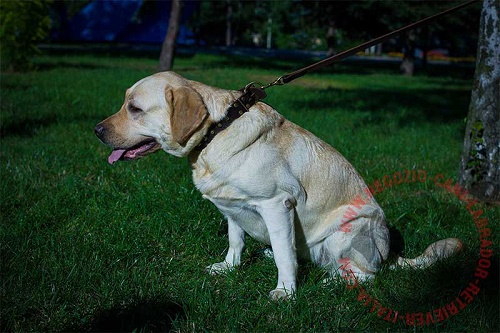 Collare in pelle naturale per Labrador Retriever