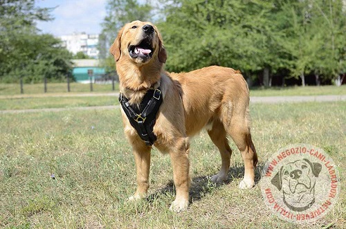 Comoda pettorina per passeggiate e lavoro con Labrador Retriever