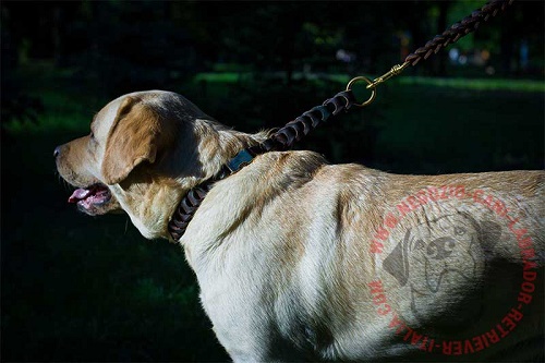 Collare in pelle naturale per Labrador Retriever