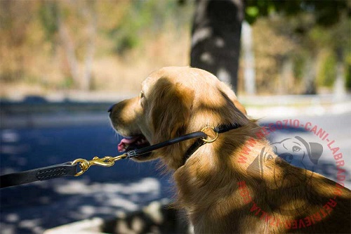 Collare in pelle arrotondata per Golden Retriever