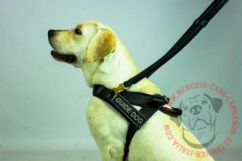 Pettorina in pelle per Labrador Retriever