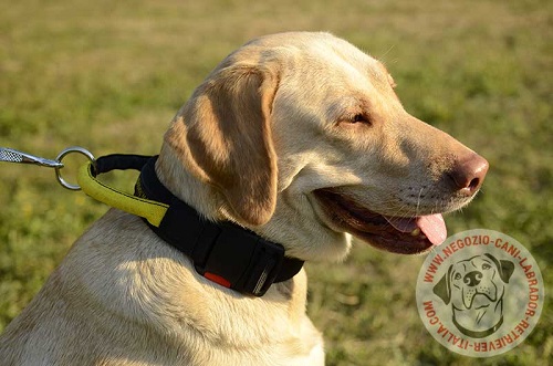 Collare in nylon con comoda maniglia indossato da Labrador Retriever