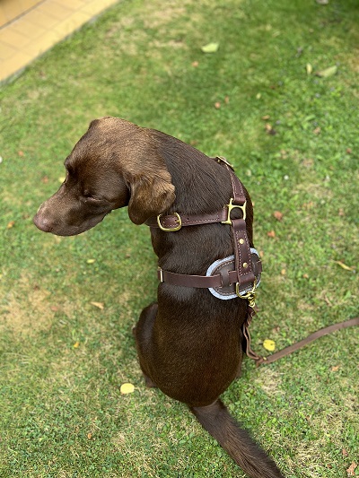 Elegante pettorina in cuoio colore marrone di Fordogtrainers