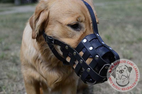 Museruola a cestello in cuoio per Labrador Retriever