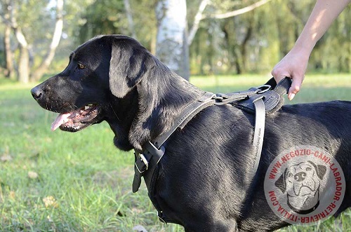 Pettorina in pelle per Labrador Retriever