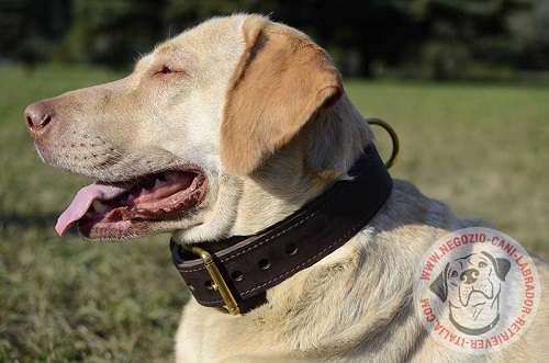 Robusto collare per Labrador Retriever